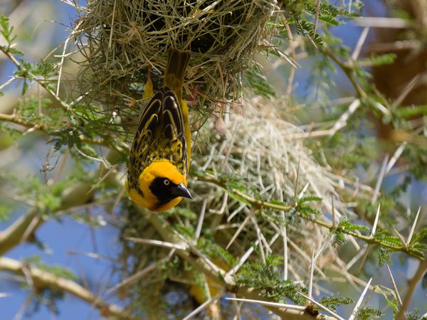 <h3><a href="/trips/tanzania/biota/animalia/chordata/aves/040 passeriformes/114 ploceidae/ploceus spekei/ploceus spekei-nl.html">Ploceus&nbsp;spekei</a> / Speke's&nbsp;weaver / Spekes&nbsp;wever</h3>OM-1 Mark II met OLYMPUS M.150-400mm F4.5, 1/2000 sec  bij F4.5, ISO 400, afstand 8.22&nbsp;m